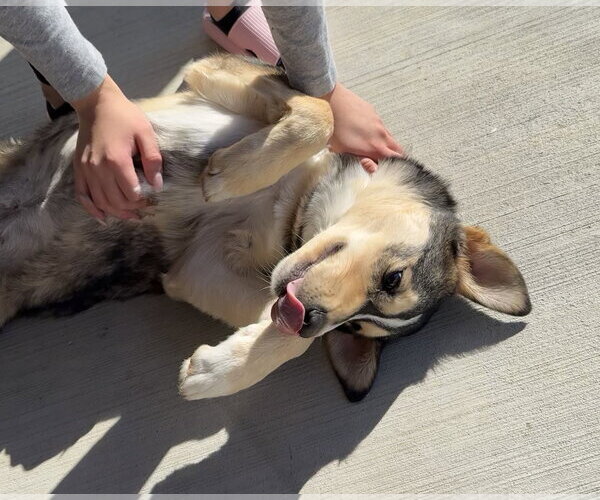 Medium Photo #4 Siberian Husky-Unknown Mix Puppy For Sale in McKinney, TX, USA