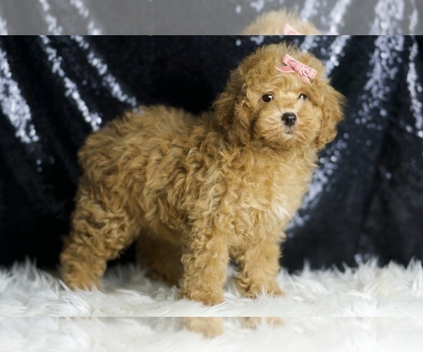 Medium Photo #44 Poodle (Toy) Puppy For Sale in WARSAW, IN, USA