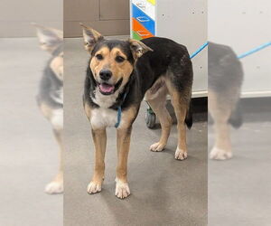 Euro Mountain Sheparnese Dogs for adoption in Forestville, MD, USA