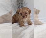 Small #12 Cavapoo (Miniature)