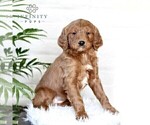 Small Photo #1 Goldendoodle (Miniature) Puppy For Sale in LITITZ, PA, USA