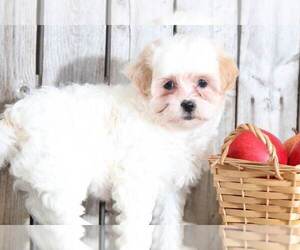 Shih-Poo Puppy for sale in MOUNT VERNON, OH, USA