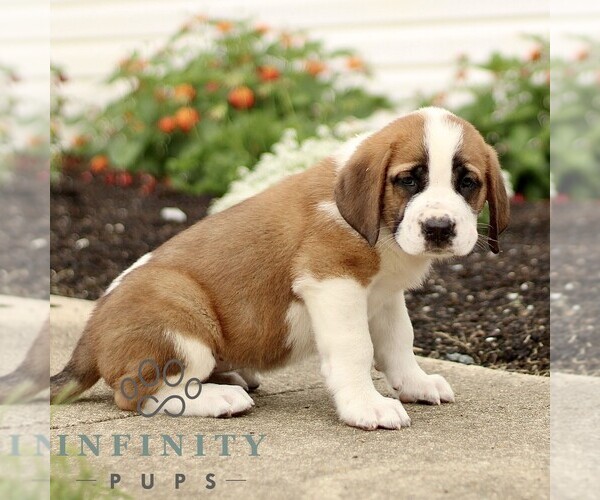 Medium Photo #4 Saint Bernard Puppy For Sale in MARIETTA, PA, USA