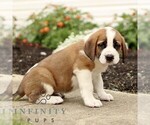 Small #3 Saint Bernard