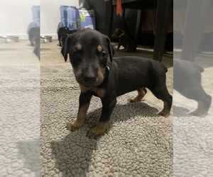 Medium Doberman Pinscher