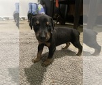 Puppy Black Doberman Pinscher