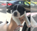 Small #3 Mutt
