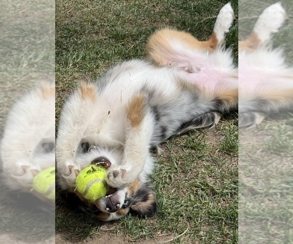 Medium Photo #8 Miniature Australian Shepherd Puppy For Sale in GROVER BEACH, CA, USA