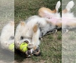 Small #7 Miniature Australian Shepherd