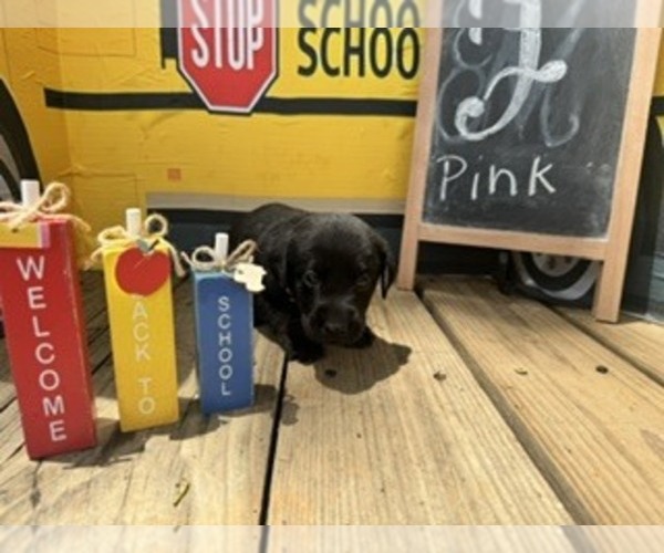 Medium Photo #1 Labrador Retriever Puppy For Sale in MAYSVILLE, GA, USA