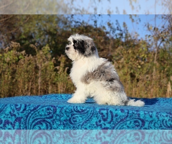 Medium Photo #9 ShihPoo Puppy For Sale in DYERSBURG, TN, USA