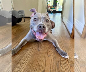 Faith - Female American Pit Bull Terrier Dog for Adoption - Photo #8