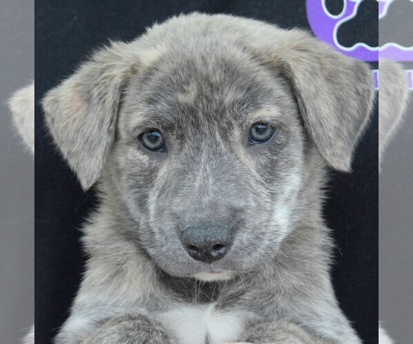 Medium Photo #6 Catahoula Leopard Dog-Labrador Retriever Mix Puppy For Sale in Huntley, IL, USA
