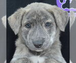 Small #5 Catahoula Leopard Dog-Labrador Retriever Mix
