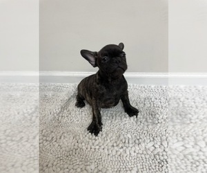 French Bulldog Puppy for sale in CHARLESTON, SC, USA