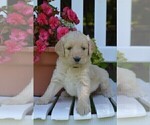 Small Photo #3 Goldendoodle Puppy For Sale in MIFFLINBURG, PA, USA