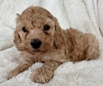 Small Photo #5 Cock-A-Poo Puppy For Sale in CONCORD, NC, USA