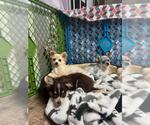 Small #3 Chihuahua Mix