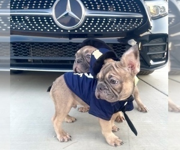 Medium Photo #8 French Bulldog Puppy For Sale in TUCSON, AZ, USA