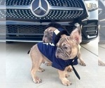 Small #7 French Bulldog