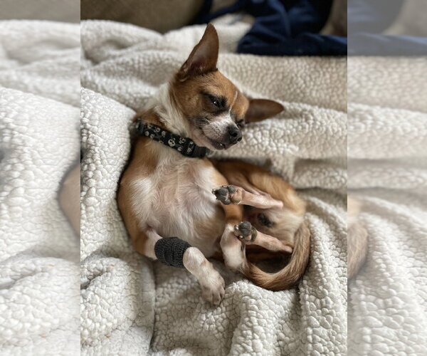 Medium Photo #5 Chihuahua-Unknown Mix Puppy For Sale in St. Louis Park, MN, USA