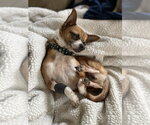 Small #4 Chihuahua Mix