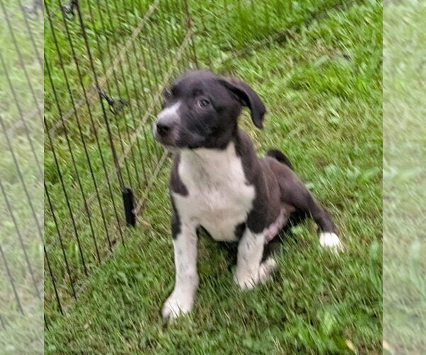 Medium Photo #2 Labrador Retriever-Unknown Mix Puppy For Sale in Southbury, CT, USA