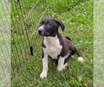 Small Photo #2 Labrador Retriever-Unknown Mix Puppy For Sale in Southbury, CT, USA