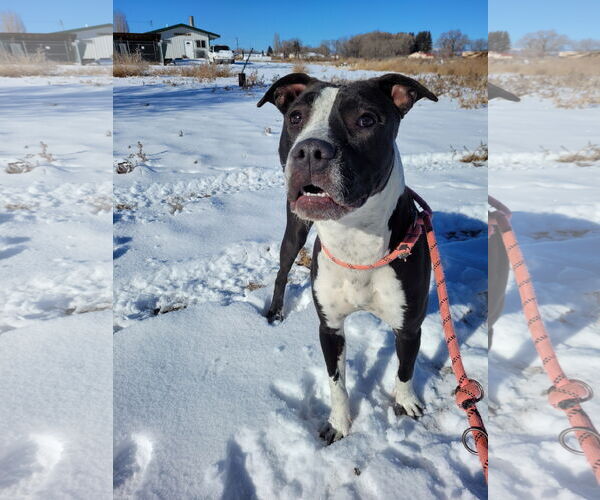 Medium Photo #4 American Pit Bull Terrier Puppy For Sale in Monte Vista, CO, USA