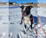 Small #3 American Pit Bull Terrier
