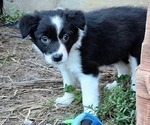 Puppy Jadeite Border-Aussie