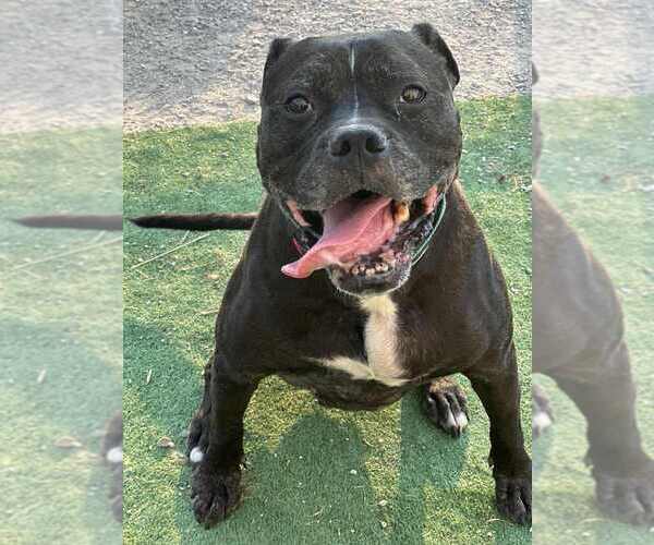 Medium Photo #3 Boxer-Unknown Mix Puppy For Sale in Evansville, IN, USA