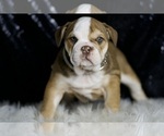 Small #2 English Bulldog