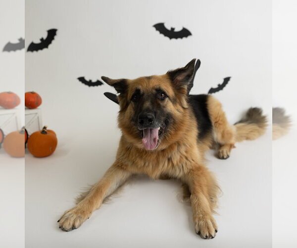 Medium Photo #39 German Shepherd Dog Puppy For Sale in Fargo, ND, USA