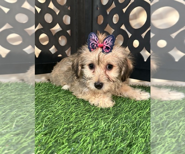 Medium Photo #1 Yo-Chon Puppy For Sale in MOUNT VERNON, OH, USA