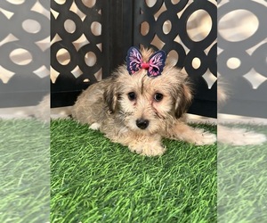 Yo-Chon Puppy for Sale in MOUNT VERNON, Ohio USA