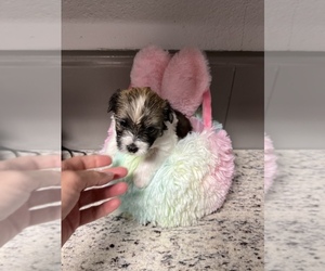 Morkie Puppy for sale in FORT WORTH, TX, USA