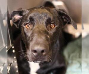 Labrador Retriever-Unknown Mix Dogs for adoption in San Antonio, TX, USA