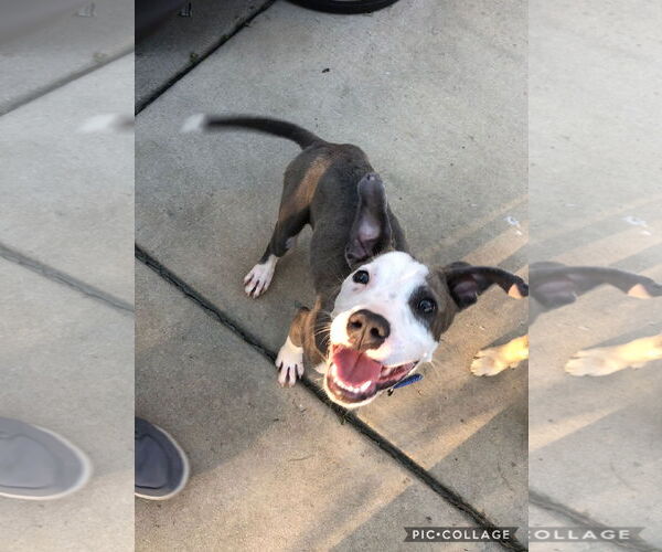 Medium Photo #6 Mutt Puppy For Sale in Holly Springs, NC, USA