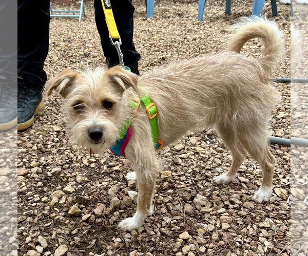 Medium Photo #6 Mutt Puppy For Sale in St. Louis Park, MN, USA