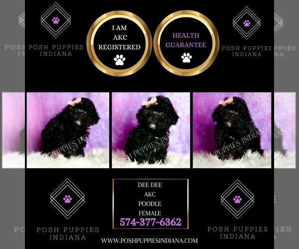 Medium Photo #2 Poodle (Miniature) Puppy For Sale in WARSAW, IN, USA