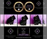 Small #1 Poodle (Miniature)