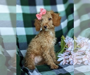 Cock-A-Poo Puppy for sale in KIRKWOOD, PA, USA