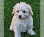 Small Maltipoo (Miniature)
