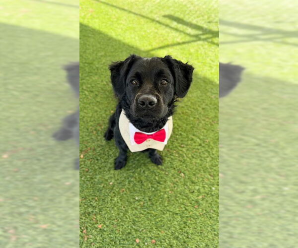 Medium Photo #1 Labrador Retriever Puppy For Sale in Downey, CA, USA