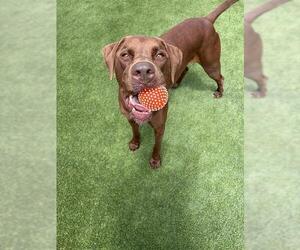 MOOSE - Male Labrador Retriever-Unknown Mix Dog for Adoption - Photo #2