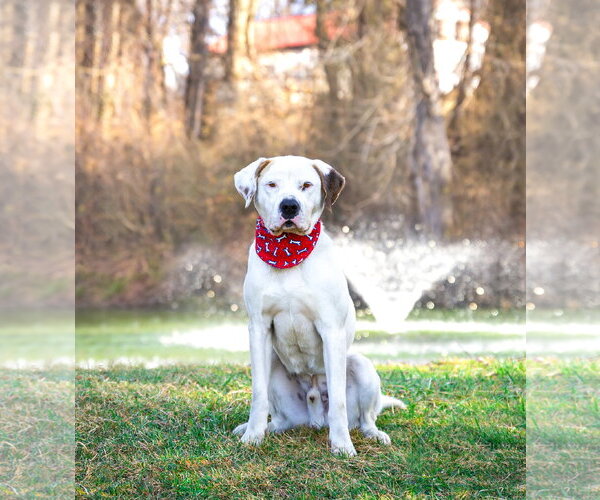 Medium Photo #7 Mutt Puppy For Sale in Unionville, PA, USA