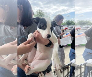 Mutt Dogs for adoption in Jackson Township, NJ, USA