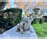 Small Photo #221 French Bulldog Puppy For Sale in HAYWARD, CA, USA