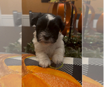 Puppy Puppy 1 Havanese